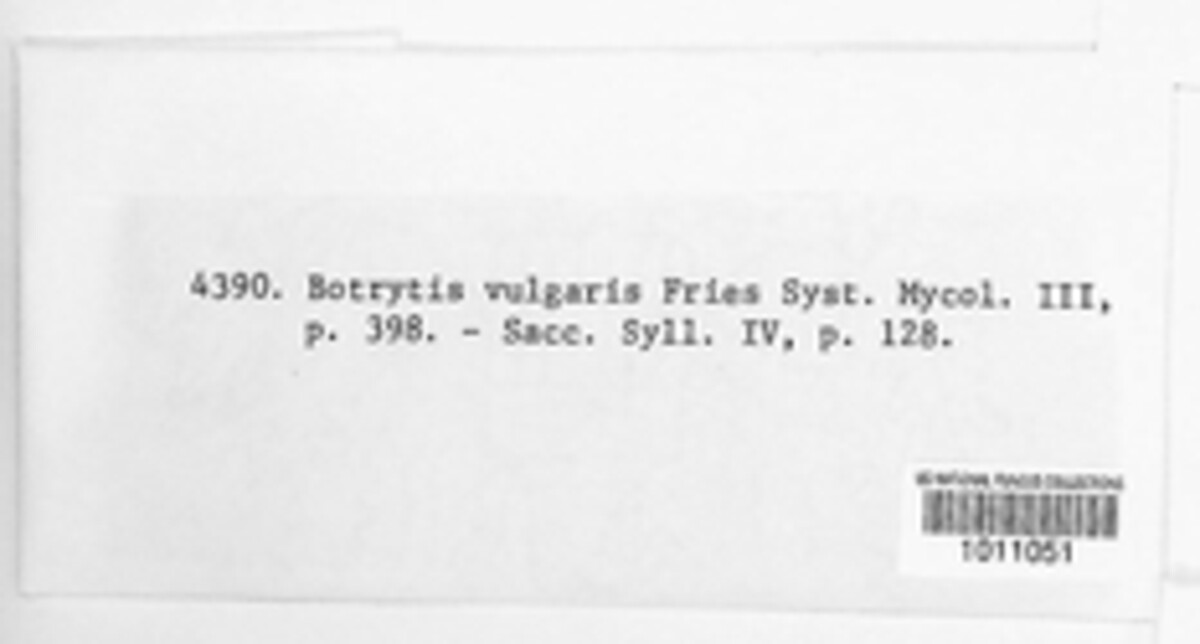 Botrytis cinerea image